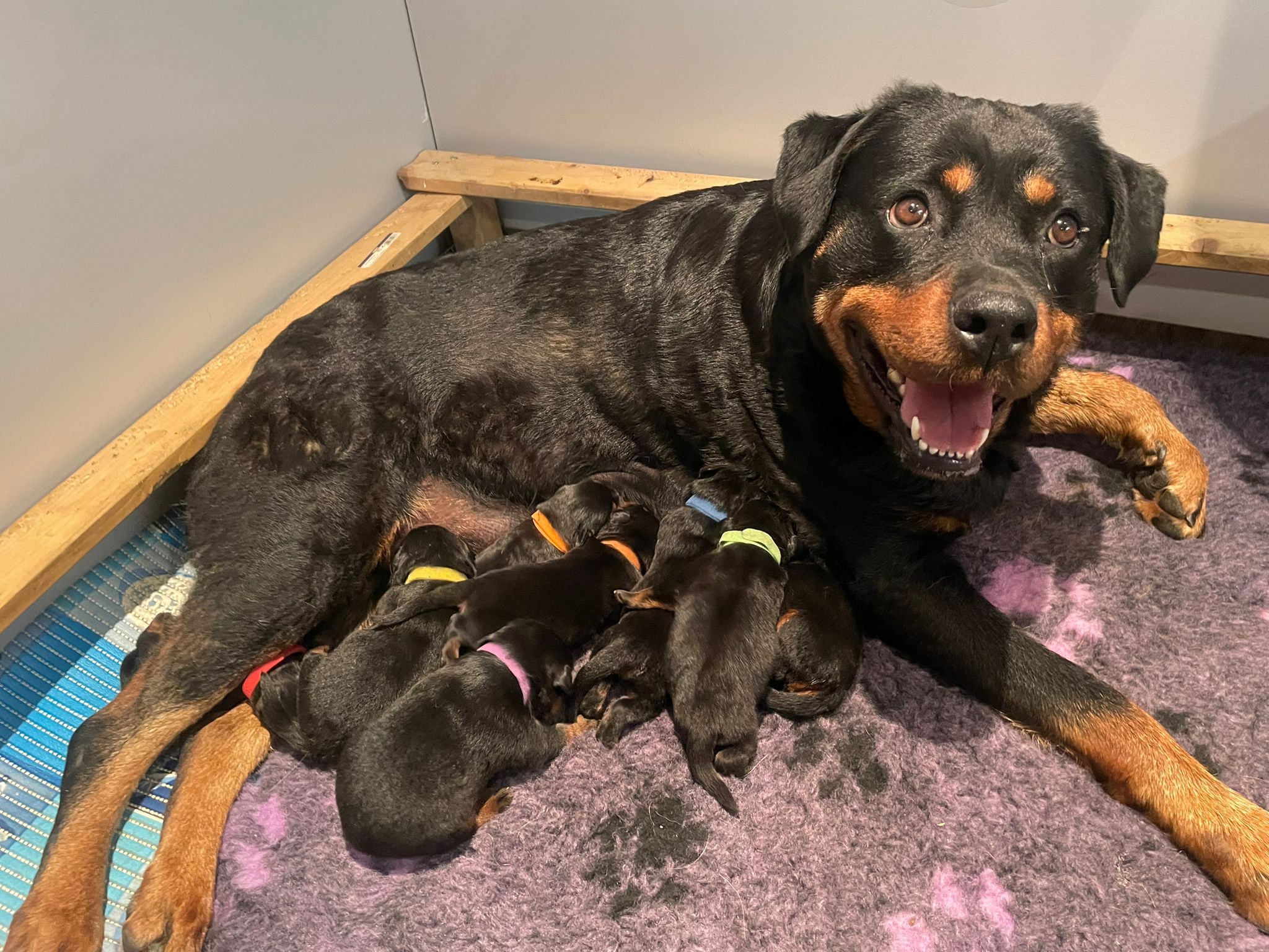 Bild von Hund mit Welpen